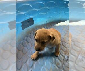 American Pit Bull Terrier-Unknown Mix Dogs for adoption in Conroe, TX, USA