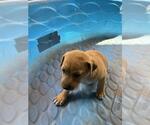 Small American Pit Bull Terrier Mix