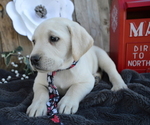 Small Photo #4 Labrador Retriever Puppy For Sale in HONEY BROOK, PA, USA