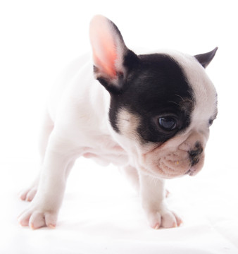 Medium Photo #1 French Bulldog Puppy For Sale in GRETNA, LA, USA