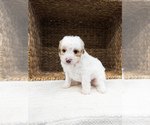 Puppy Boo Bernedoodle (Miniature)