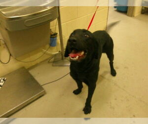 Labrador Retriever Dogs for adoption in Sanford, FL, USA