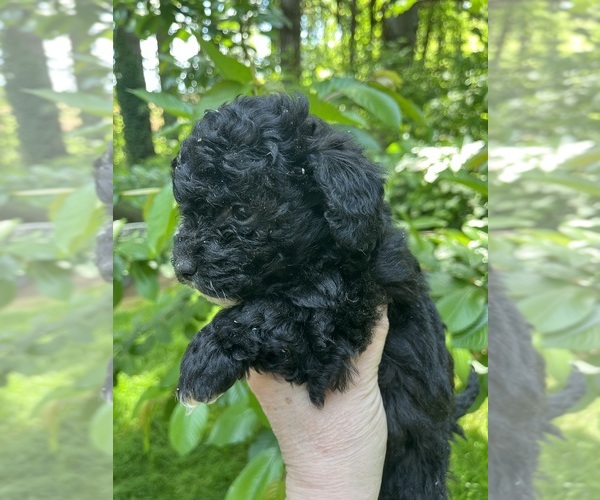 Medium Photo #1 Maltipoo-Zuchon  Puppy For Sale in VENETA, OR, USA
