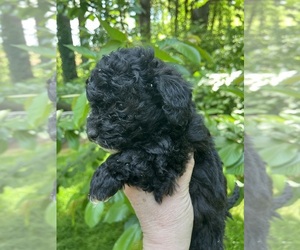 Maltipoo-Zuchon  Puppy for sale in VENETA, OR, USA