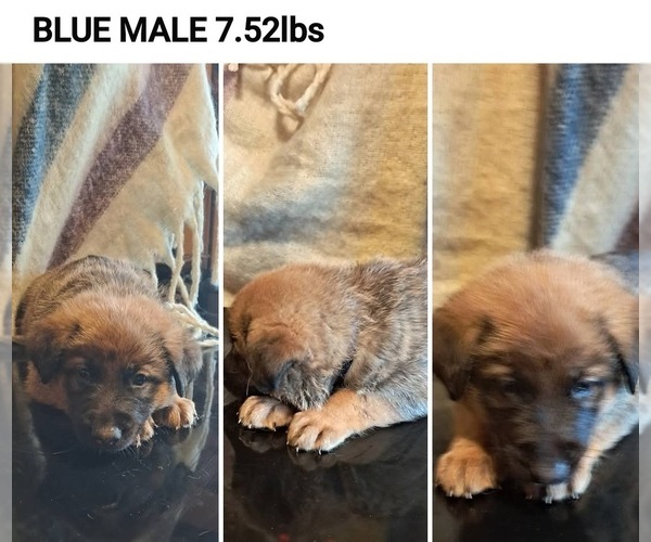 Medium Photo #1 German Malinois Puppy For Sale in GREENSBORO, NC, USA