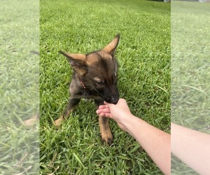 Medium German Shepherd Dog