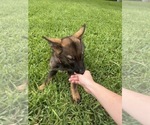 Puppy Orange PJ German Shepherd Dog