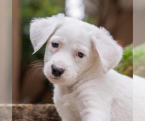Medium Photo #3 Labrador Retriever-Unknown Mix Puppy For Sale in San Diego, CA, USA