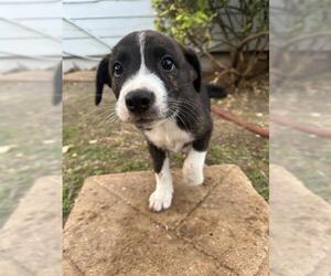 Labrador Retriever-Unknown Mix Dogs for adoption in San Antonio, TX, USA