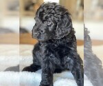 Puppy 9 Goldendoodle