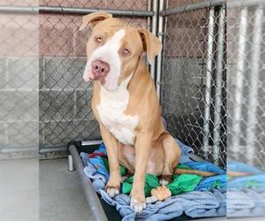 Mutt Dogs for adoption in Redlands, CA, USA