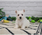 Small #5 West Highland White Terrier
