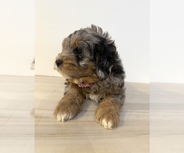 Medium Photo #3 Aussiedoodle Miniature -Goldendoodle Mix Puppy For Sale in MILLERSBURG, OH, USA
