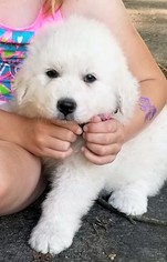 Great Pyrenees Puppy for sale in KNOXVILLE, TN, USA