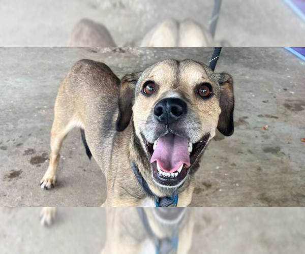 Medium Photo #5 Mutt Puppy For Sale in Abbeville, LA, USA