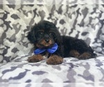 Small #6 Cavapoo