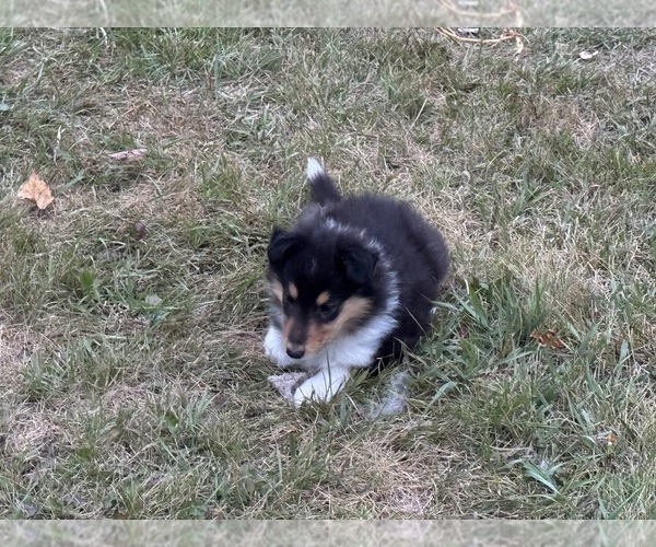 Medium Photo #2 Collie Puppy For Sale in DAZEY, ND, USA