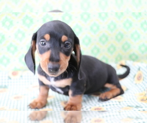 Dachshund Puppy for sale in SHILOH, OH, USA