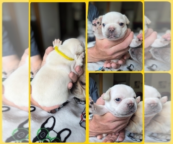 Medium Photo #6 French Bulldog Puppy For Sale in FORT COLLINS, CO, USA