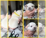Small #5 French Bulldog