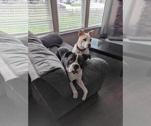 Drago - FOSTER OR ADOPT ME!! - Male Boxer Dog for Adoption - Photo #18
