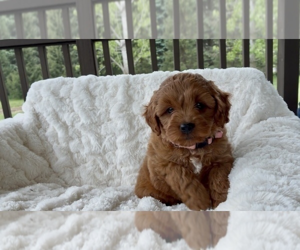 Medium Photo #3 Goldendoodle mix (+ Poodle Miniature) Puppy For Sale in RANDOLPH, WI, USA