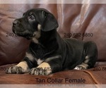 Puppy Tan Collar Male Cane Corso