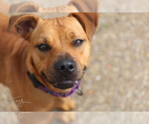Lois - Female American Pit Bull Terrier Dog for Adoption - Photo #3
