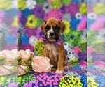 Small Photo #1 Boxer Puppy For Sale in STEVENS, PA, USA