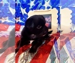 Small Photo #8 Yorkshire Terrier Puppy For Sale in AKRON, OH, USA