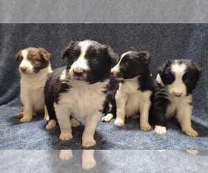 Border Collie Litter for sale in NORBORNE, MO, USA