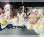 Small Photo #14 English Bulldog Puppy For Sale in JOSHUA, TX, USA