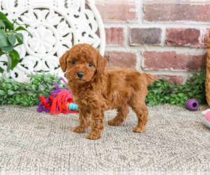 Poodle (Miniature) Puppy for sale in SYRACUSE, IN, USA