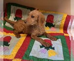 Small Photo #3 Goldendoodle Puppy For Sale in McKinney, TX, USA