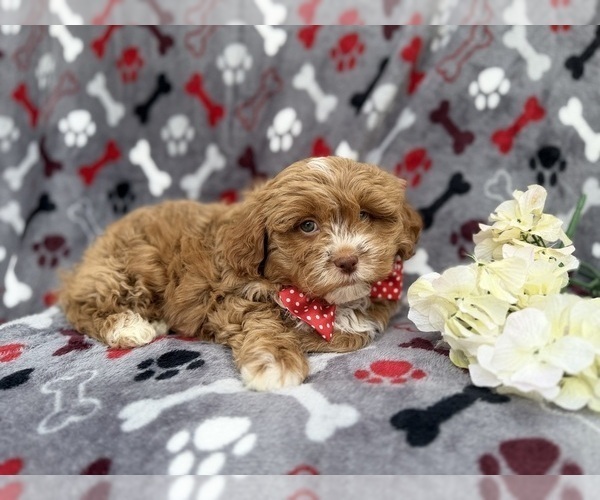 Medium Photo #4 Shih-Poo Puppy For Sale in LAKELAND, FL, USA