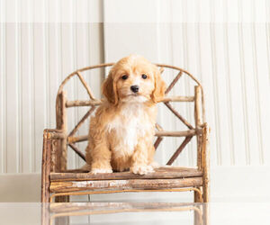Medium Cockapoo