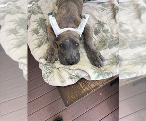 Great Dane Puppy for sale in LITCHFIELD, NH, USA