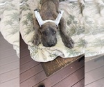 Image preview for Ad Listing. Nickname: Blue brindle