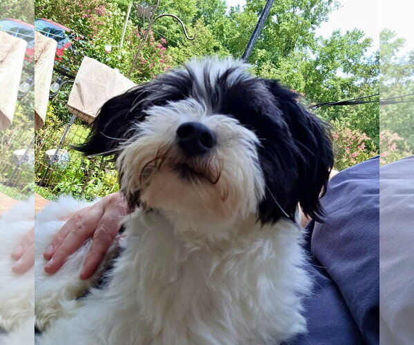 Medium Photo #3 Mal-Shi Puppy For Sale in Spring Lake, NC, USA
