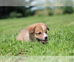 Small #6 Pembroke Welsh Corgi