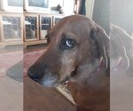Small #1 Redbone Coonhound