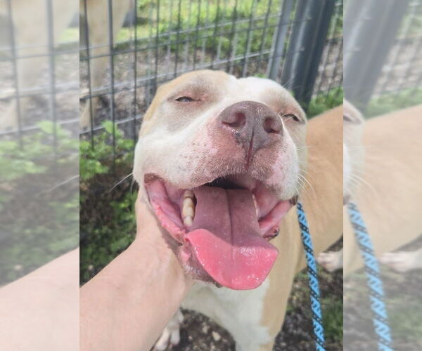 Medium Photo #3 Mutt Puppy For Sale in Abbeville, LA, USA