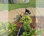 Small #7 American Staffordshire Terrier Mix