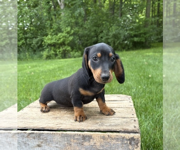 Medium Photo #4 Dachshund Puppy For Sale in MIDDLEBURY, IN, USA