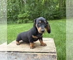 Small #3 Dachshund