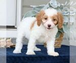 Small #3 Cavapoo
