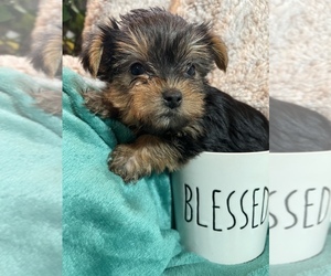 Yorkshire Terrier Puppy for sale in ELKTON, KY, USA
