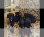Small Photo #2 Labrador Retriever Puppy For Sale in ORANGE, MA, USA