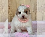 Small #6 Maltipoo (Miniature)