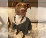 Small #18 American Pit Bull Terrier Mix